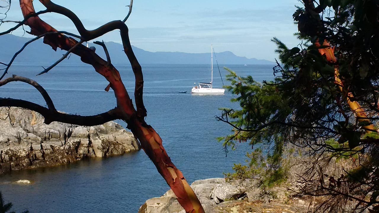 Arbutus seedlings in nursery containers