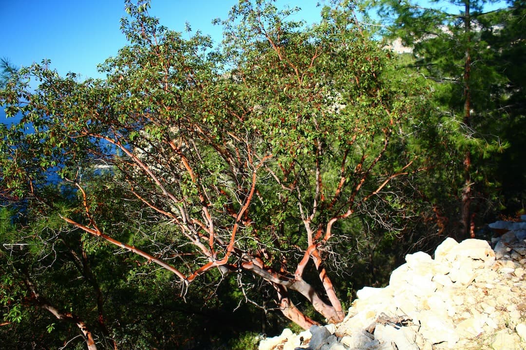 Volunteers planting Arbutus seedlings