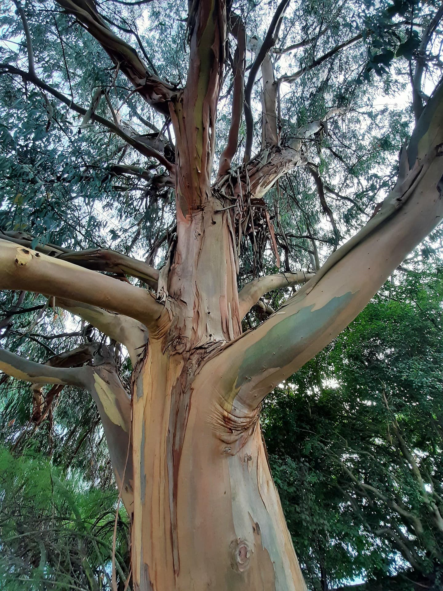 Arbutus grove on rocky shoreline