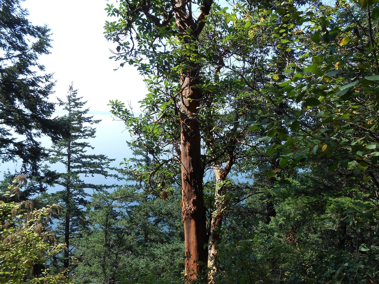 Arbutus tree with distinctive red bark
